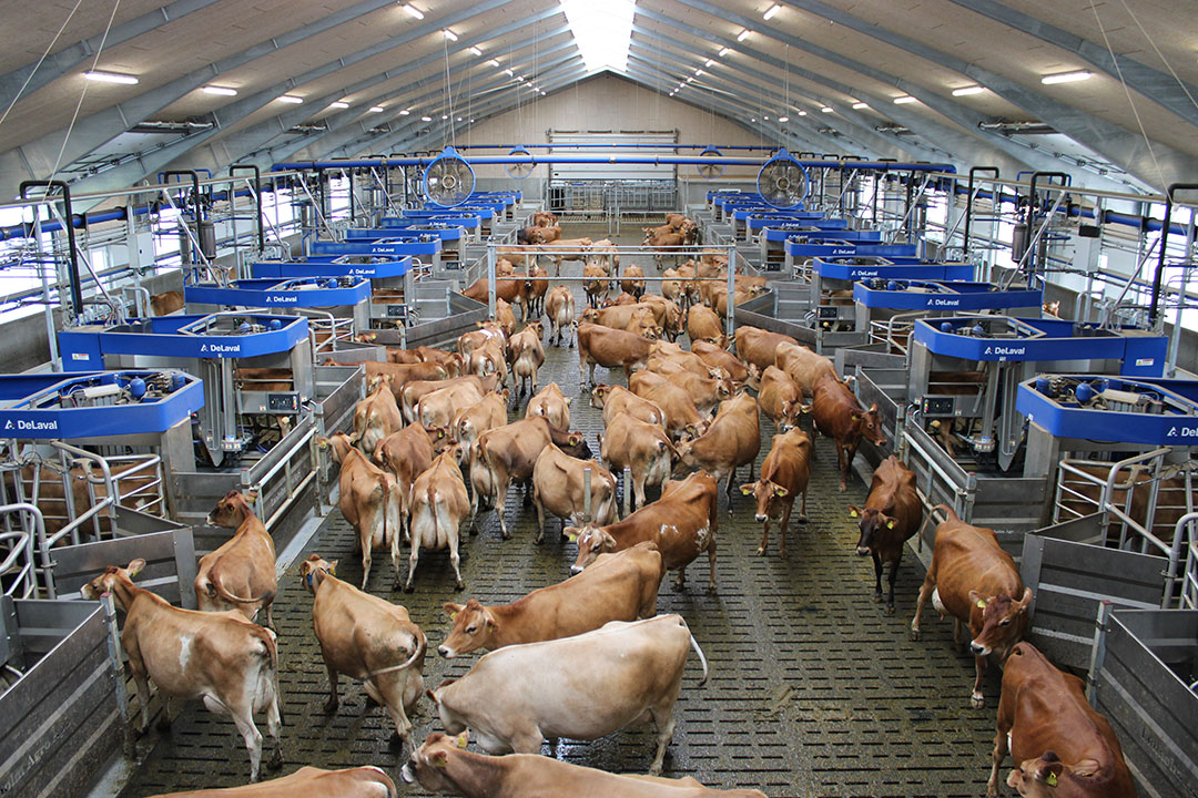 DeLaval has set up its largest batch milking system at Danish farm Lønholm Agro with the 24 of the DeLaval VMS V310 milking robots. Photo: DeLaval