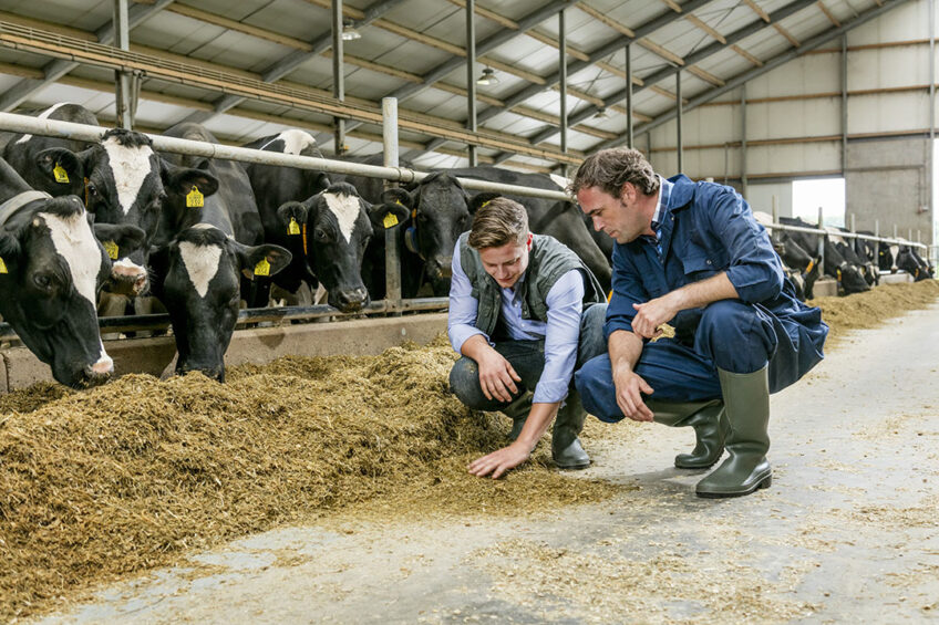 Slight changes in the ration can have a big effect on the environmental impact of milk. Photo: Trouw Nutrition