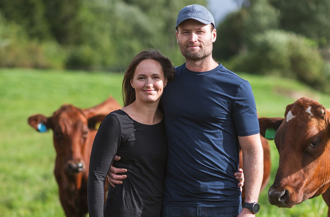 Ole and Maren run a herd of 40 Norwegian Red cows. Photo: Chris McCullough