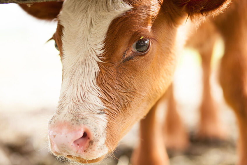 UKCEH scientists will take samples of the breath of healthy cattle and those that are confirmed to have BRD. They will then use a chemical ionisation mass spectrometer to identify which particular gases known as volatile metabolites are associated with healthy or diseased cattle. This will inform the development of low-cost sensors that will be integrated into automatic calf feeders to monitor the breath of animals as they feed. Photo: Canva