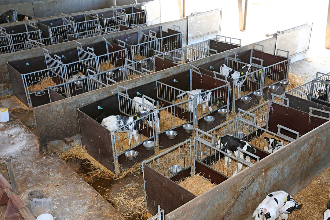 During the first two weeks the calves are placed in a single calf box.