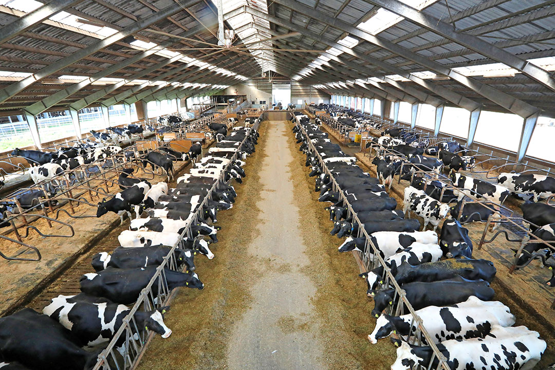 Jesper Olsen (37) milks 365 cows with 280 young cattle on 360 hectares in Sommersted (Denmark).