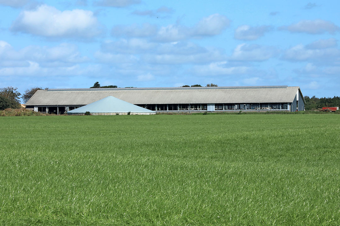 The grass is fertilised with digestate from a cooperative biogas plant. Olsen receives digestate free of charge back – he has 9,000 cubic metres of storage space for this.