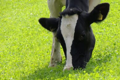 Heat stress: Cost-effective cooling for outdoor dairy cows