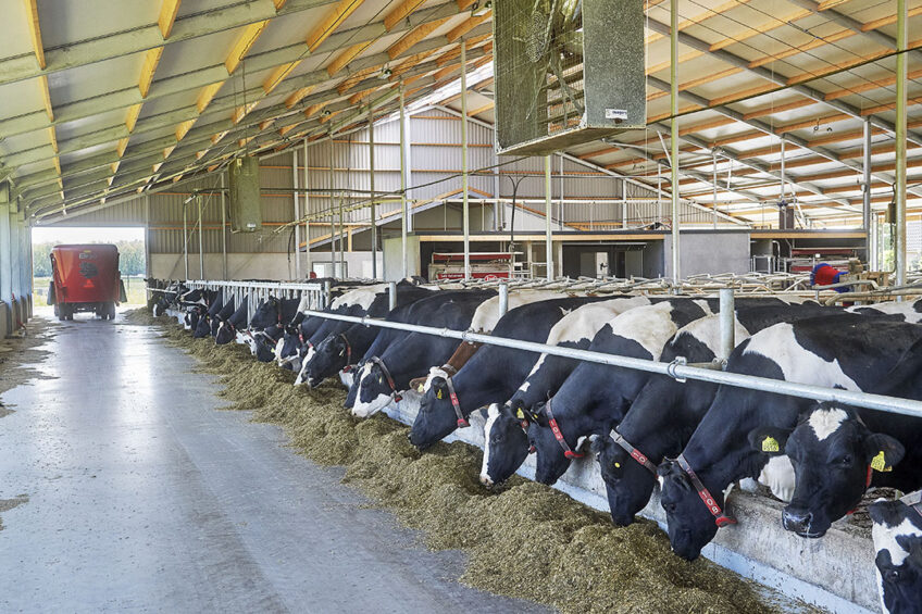 Feeding the sodium humate additive to the breeding Holstein heifers up to 5 months of age improved feed intake and growth performance.