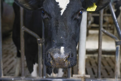 New cases of bluetongue were detected through additional surveillance, rural affairs department Defra said. Photo: Ton Kastermans Fotografie