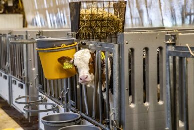 Proper air quality is a critical factor affecting dairy calves’ respiratory health determined by the design and operation of buildings, ventilation systems, stocking density, floor and litter material, and manure management. Photo: Ronald Hissink