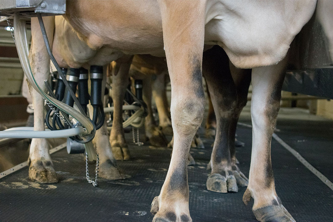 Lame cows: Importance of sole thickness in preventing lesions - Dairy ...