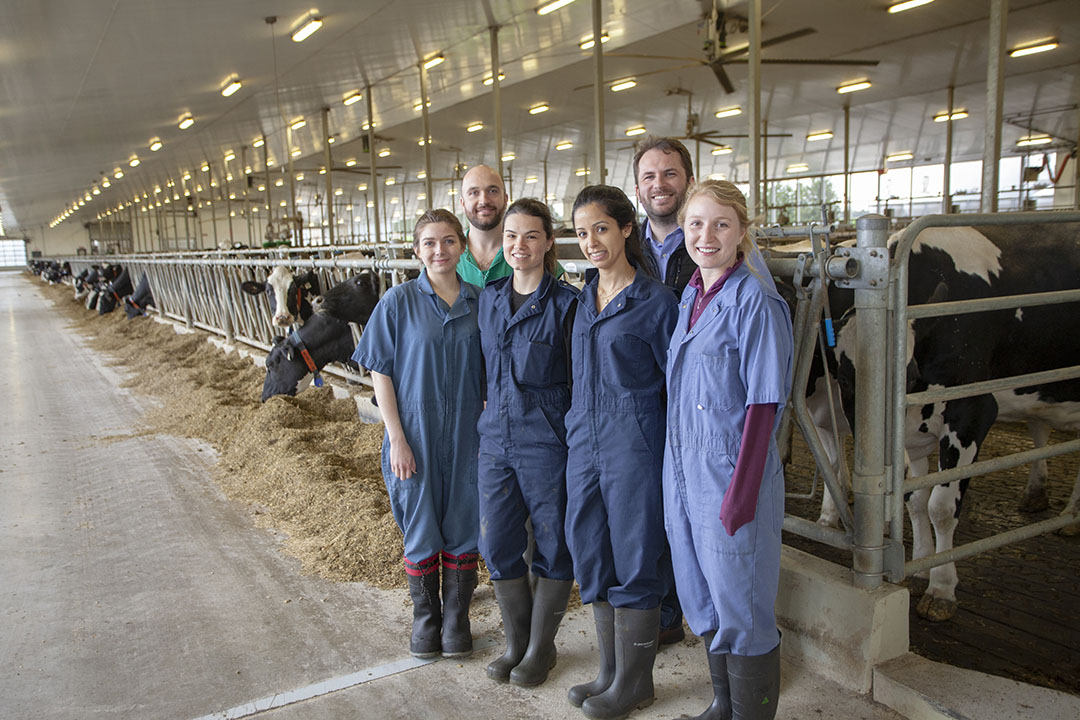 Ribeiro and his colleagues have also been studying effects of administering the anti-inflammatory drug meloxicam to transition cattle, targeting cows that need help regulating inflammation. Photo: Dr Eduardo de Souza Ribeiro