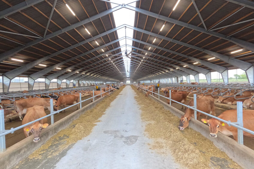 Danish farm Lønholm Agro has taken the next step in automation as it plans to go from 830 cows to 1,400. Photo: DeLaval