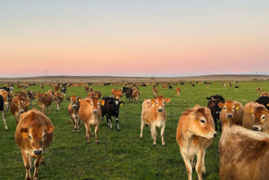 Jersey crosses are bred to provide animals that are ideally suited to the Glentana farm. Photos: Lindi Botha