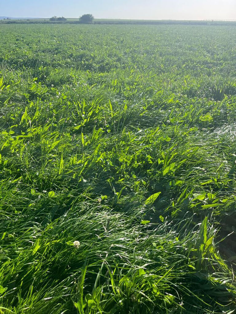 Ryegrass makes up the majority of the pasture on Glentana farm.