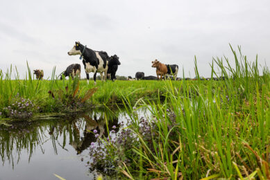 The researchers found that by using some nutritional supplements, such as brown seaweed, garlic, and tannins, it is possible to modulate metabolism and reduce methane emissions. Photo: Herbert Wiggerman