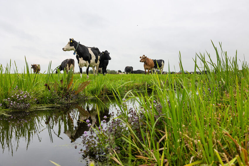 The researchers found that by using some nutritional supplements, such as brown seaweed, garlic, and tannins, it is possible to modulate metabolism and reduce methane emissions. Photo: Herbert Wiggerman