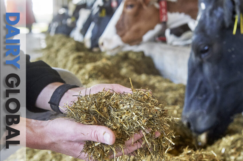 Magazine edition 5: A focus on dairy cow nutrition