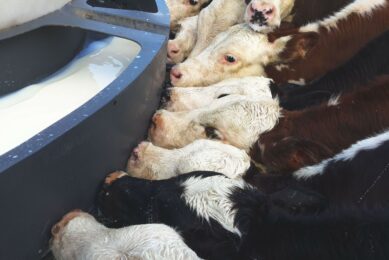 Calves with access to milk ad libitum consume 50–90% more milk than recommended feeding levels, while those rationed to current recommendations show behaviours associated with hunger. Photo: Canva