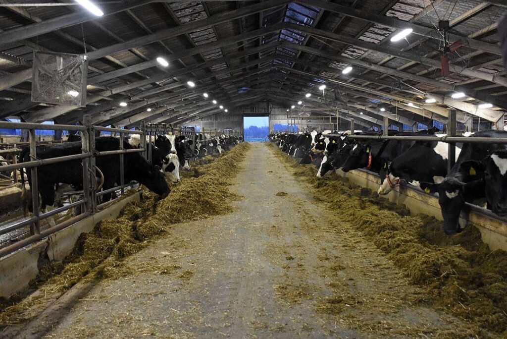 The new barn houses 112 cubicles and calving pens. Photo: Chris McCullough