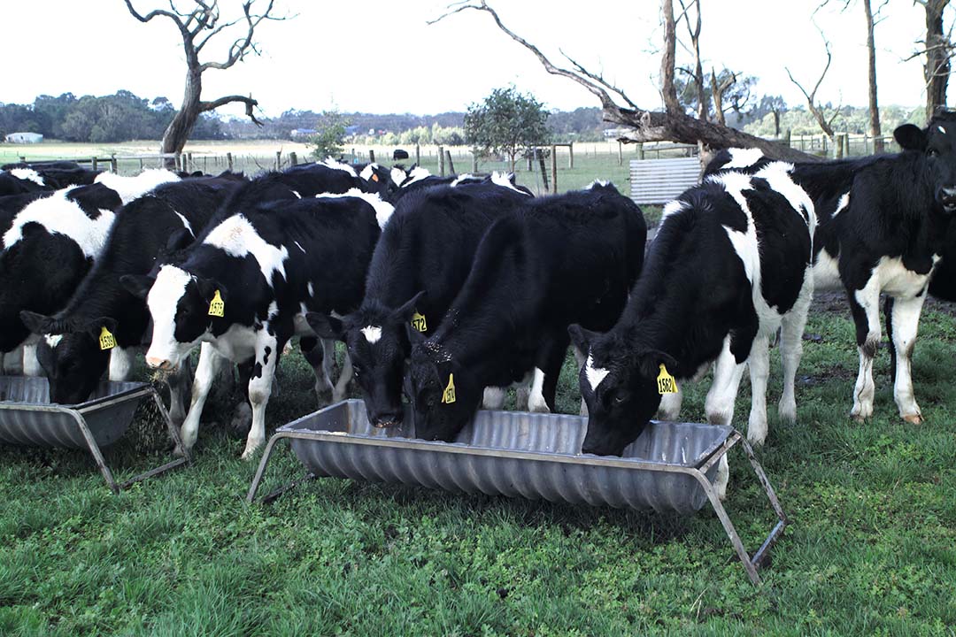 Recent research has called for a re-evaluation of management strategies for rearing replacement heifers to reduce calf morbidity and mortality rates. Photo: Rene Groeneveld