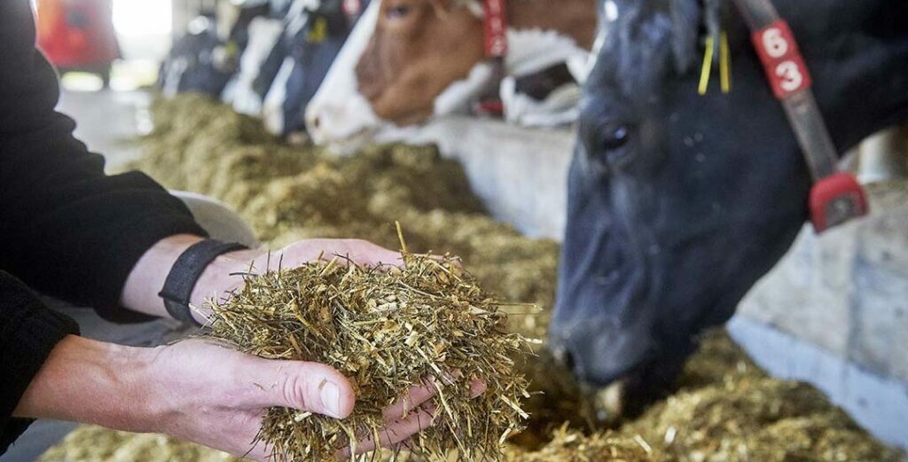 A good relationship with a dairy nutritionist can ensure you are feeding the best forages possible. Photo: Van Assendelft Fotografie