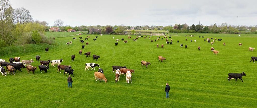 The efficiency of pasture utilisation is another challenge in pasture management. Photo: Henk Riswick