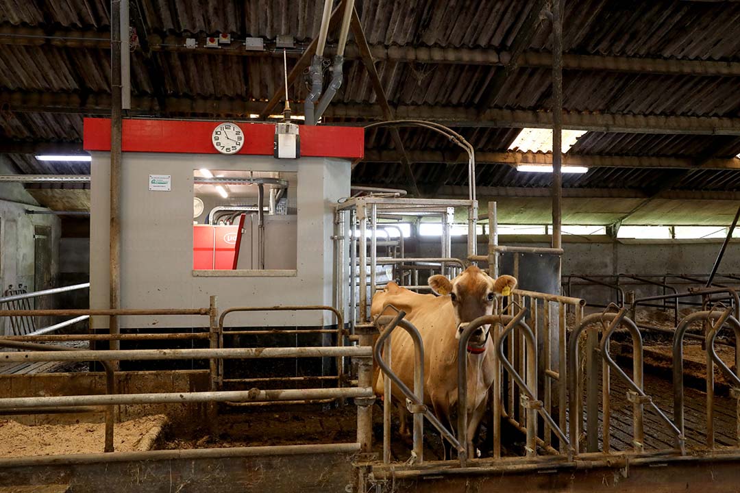 Cows that scored high for the exploration trait were more consistently fetched for milking every day from day 1 to day 7 after introduction to the AMS. Photo: Henk Riswick