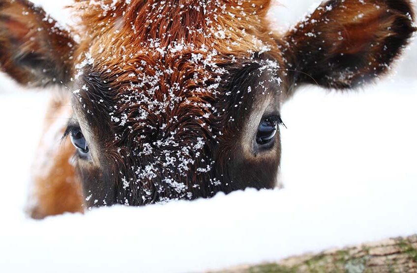 Over the past weeks, the the northern part of the country received almost 20 times more snow compared to the average, resulting in it covering almost all pastures and threatening 3.6 million heads of cattle. (Generic) Photo: Canva