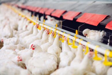 Tackling AMR in livestock: Global and local view