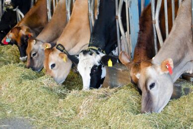 Annual trends in herd health from 2010 to 2023 show that 70% of herds had a SCC below 200,000 in the year ending August 2023 compared to just 26% in 2010 – an improvement of 44%. Photo: Canva