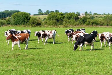 At the ‘Carbon Talks’ discussions at the 2023 Dairy Show in the UK, a key discussion as learning about how farms can reach net zero through reducing and offsetting. Photo: Canva