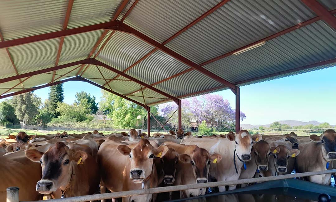 A roof keeps cows out of the sun while they wait to be milked.