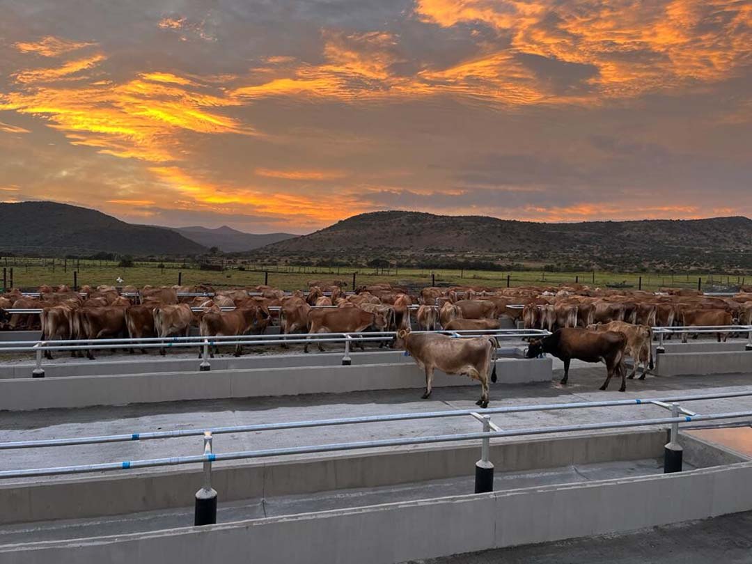 Barry Schiever believes in nurturing land, herd and community for optimal dairying success in South Africa.