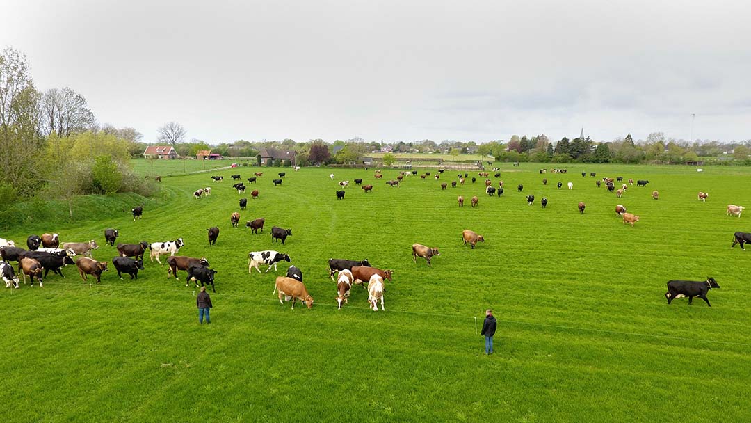 The efficiency of pasture utilisation is another challenge in pasture management. Photo: Henk Riswick
