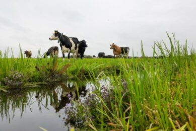 Grazing dairy cows on temperate pastures