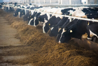 Research has shown the direct benefits of feeding a postbiotic feed additive to dairy cows on their udder health. Photo: Cargill