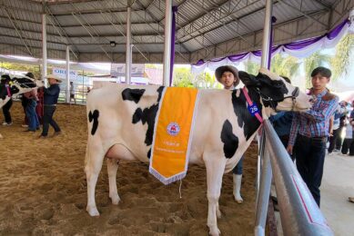 The Holstein breed is the most popular in Thailand. Photos: Chris McCullough