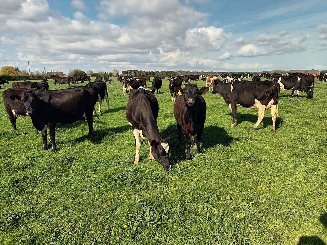 Good management to get the most from grass is important at Bisterne Farm. Photo: Chris McCullough