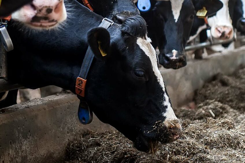 If hay is stemmy or unpalatable to some animals, you might be able to chop it finer or better incorporate it into the ration. Photo: Ronald Hissink