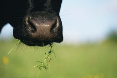 Good utilisation of grass is fundamental for high milk production, but also key to reduce the methane intensity levels. Photo: Shutterstock