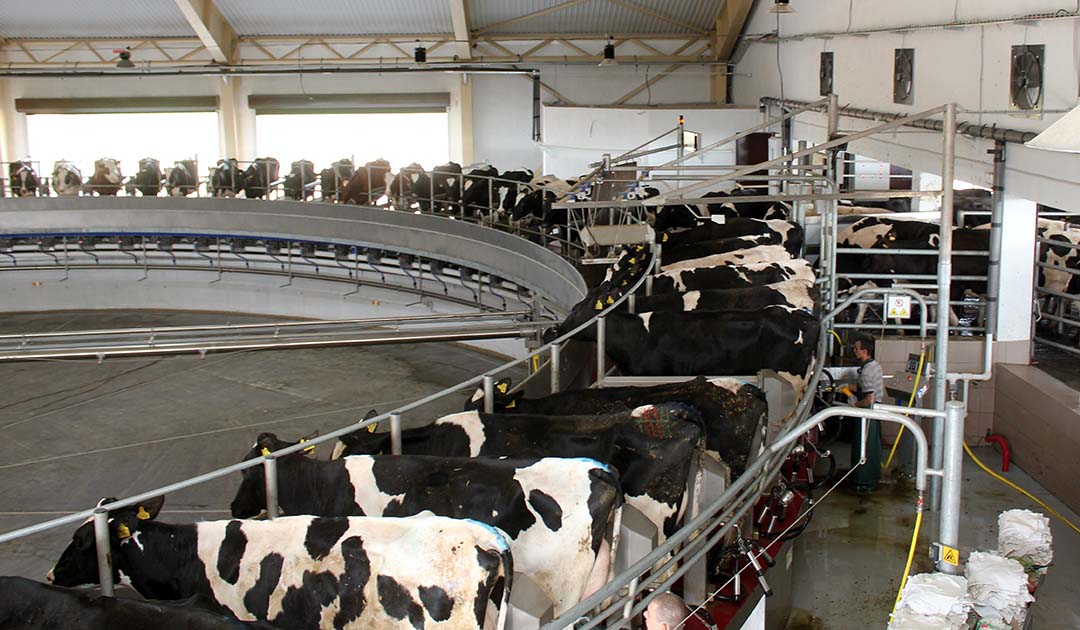 Two rotary milking parlours are installed on the Promin dairy farm in Ukraine.