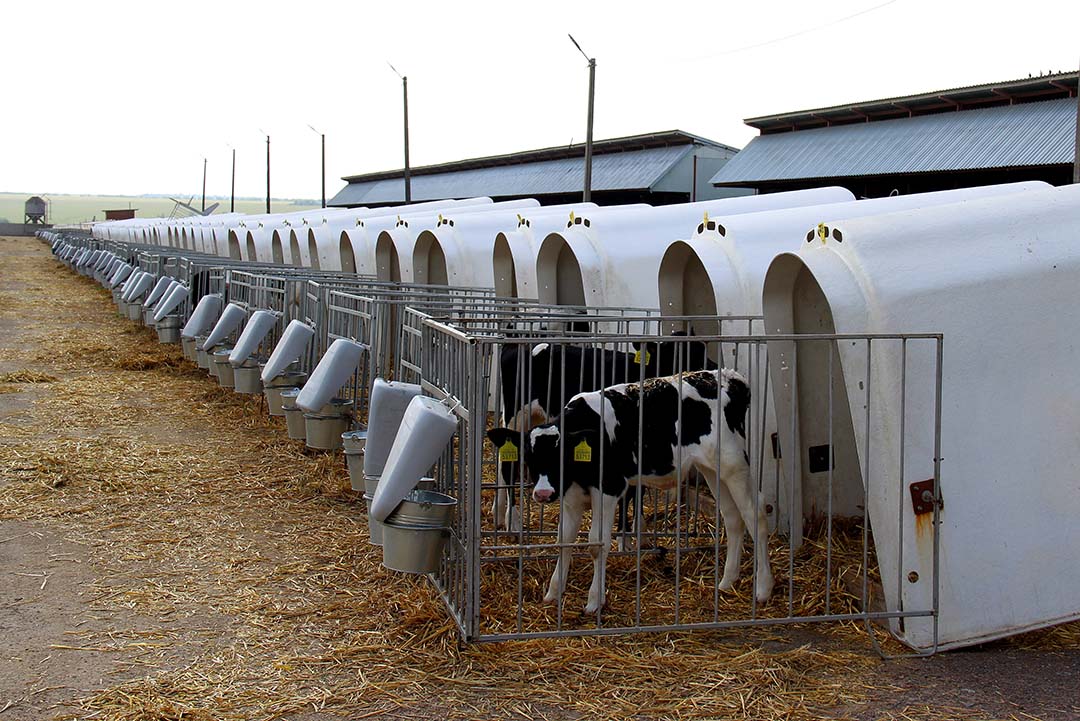 All the calves are reared in igloo accommodation on the farm.