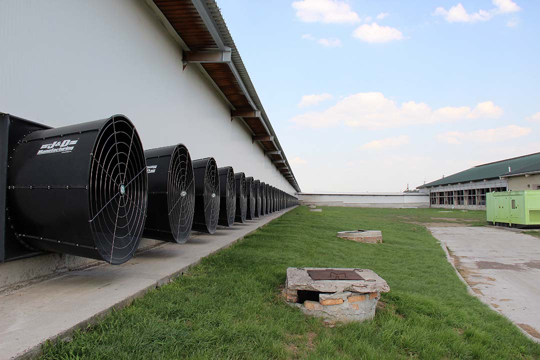The latest new barn on the farm is equipped with 114 fans for ventilation control.