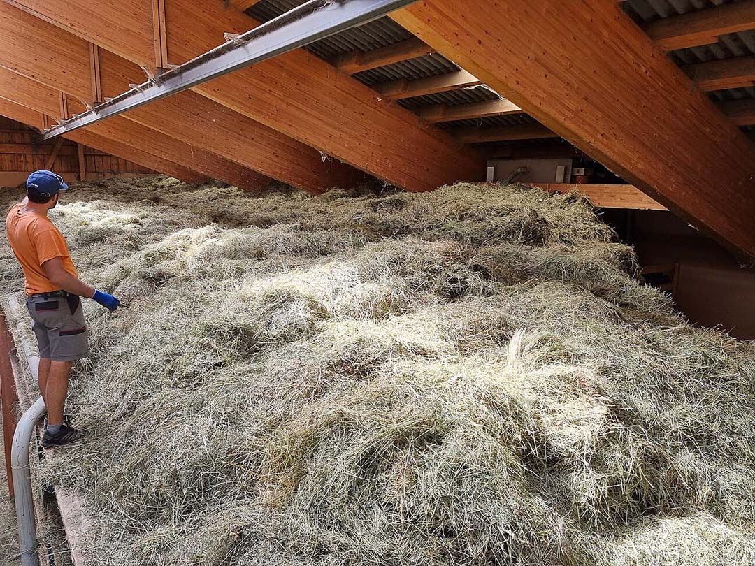 Hay is stored in the barn loft for use as fodder in the winter time.
