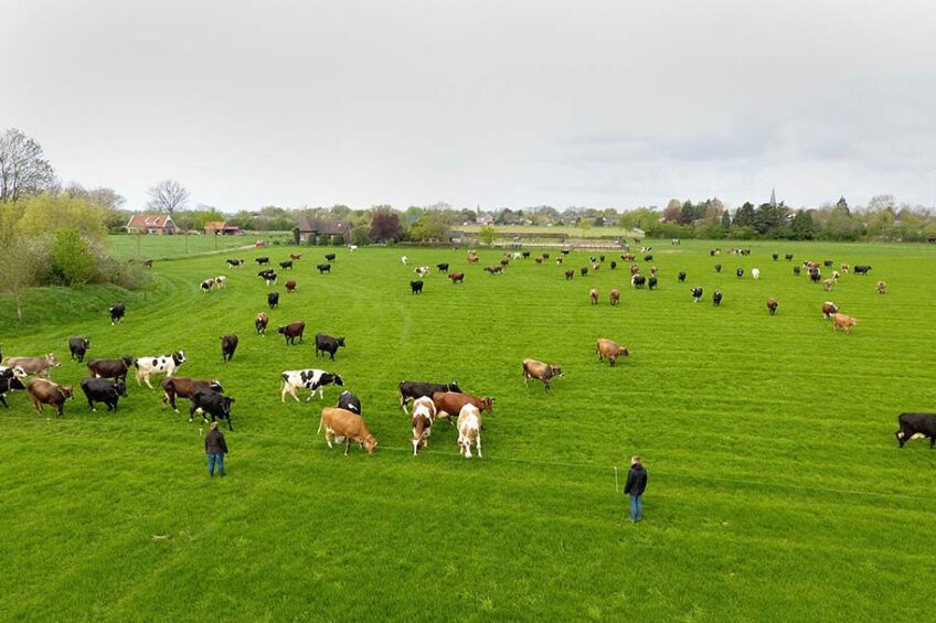 In terms of provincial distribution, the more sustainable farms were mainly located in the provinces of Overijssel, Friesland and Groningen, and were less represented than the rest of the farms in Gelderland, North Holland, and Drenthe.