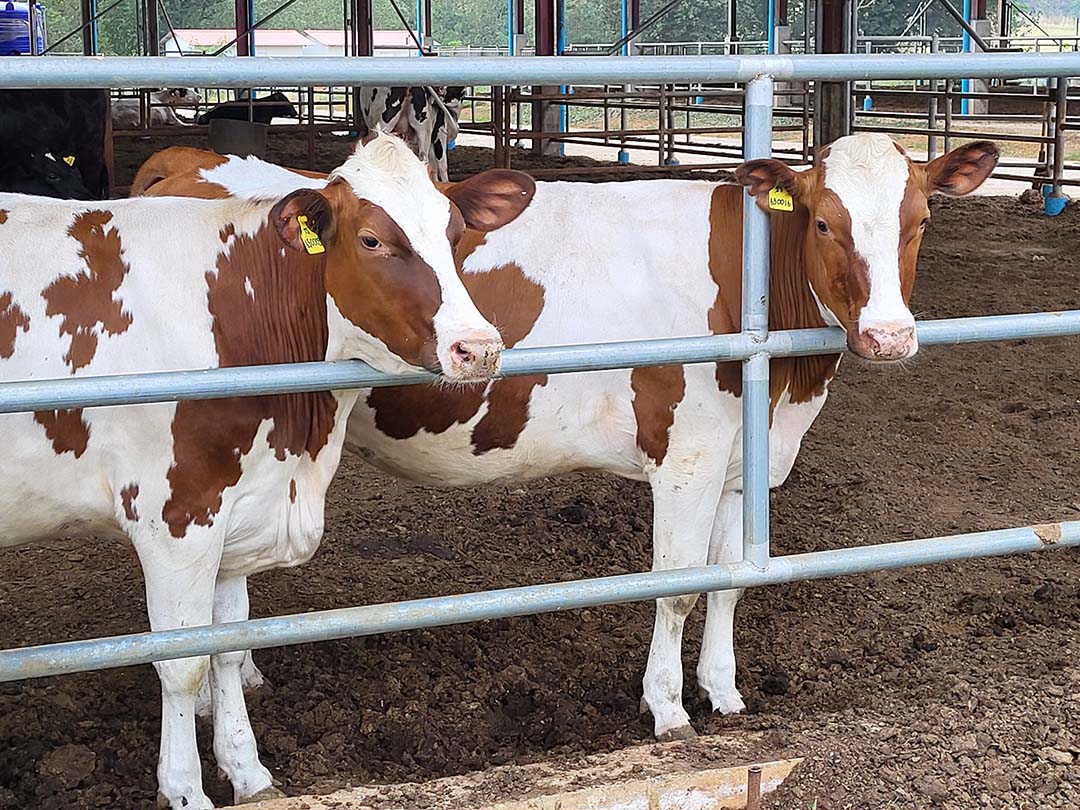 Some crossbreeding of dairy breeds in Thailand has achieved excellent results.