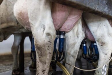 Good indicators of udder health are bulk tank somatic cell count and the rate of mastitis incidence. Photo: Cargill