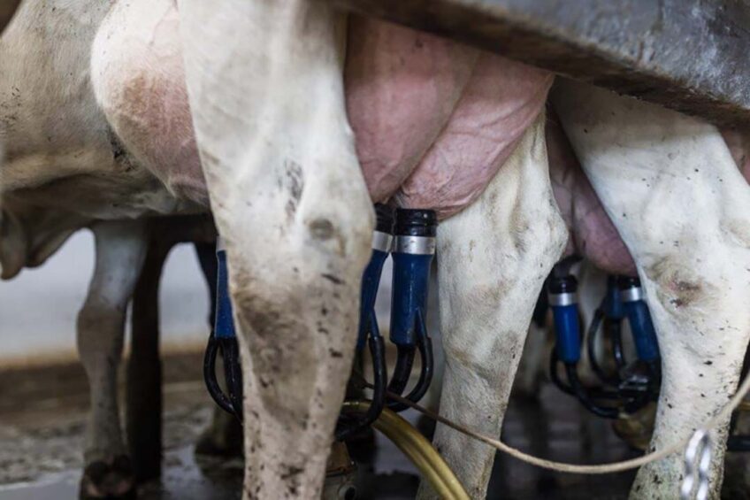 Good indicators of udder health are bulk tank somatic cell count and the rate of mastitis incidence. Photo: Cargill