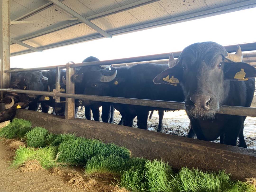 Masseria Cilentana in Agropoli is a Mediterranean water buffalo dairy that has been using HydroGreen for almost four years.