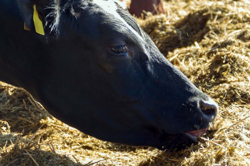 Vows receiving most of their concentrate within the milking robot did not show a higher numbers of unsuccessful milking visits. Photo: Canva