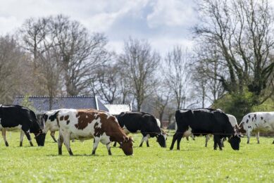 Based in Tasmania, Van Dairy Limited (VDL) confirmed it will cull around 10% of its herd after losing the 25 million litres supply contract. Photo: Canva