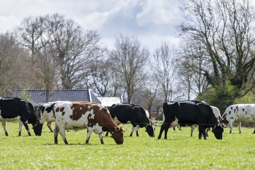 Based in Tasmania, Van Dairy Limited (VDL) confirmed it will cull around 10% of its herd after losing the 25 million litres supply contract. Photo: Canva